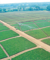 tl-linear-irrigation